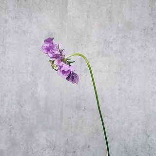 おじぎをしたような姿が愛らしいスカビオサ。茎が細く花が大きいため、首が下がっているように見えますが、品質には問題ないのでご安心を。