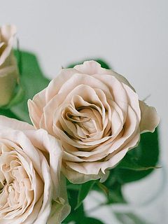 絶妙なニュアンスベージュピンクのバラです🌹