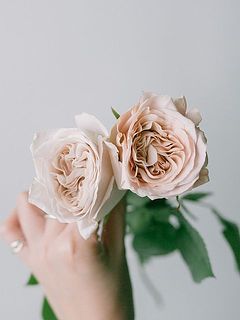 色幅があり個体差のある品種です。