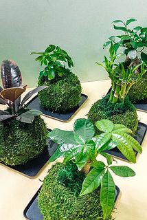 苔玉で育てる小さい木
