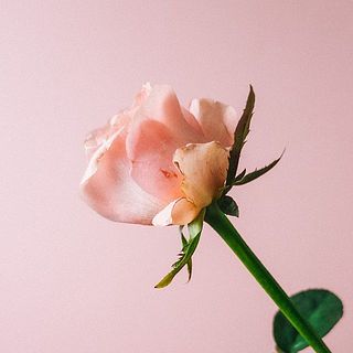 傷がついている可能性があります。気になるようならやさしく摘み取ってあげて。