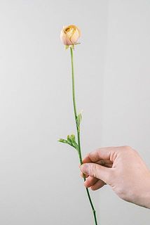 蕾の状態も混ざる場合もございます