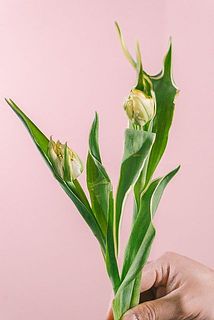 まだ咲いていない状態のものも混ざります