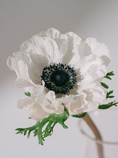 アネモネは他の切り花に比べると外側にそって開花するため、比較的楽しめる期間も短め。今の時期だけの旬なお花をお楽しみください。