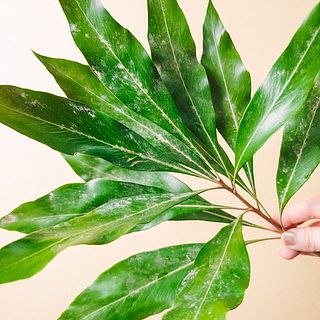 グレビレアの葉は仕入れたてをお届けしているため葉に土埃がついている可能性があります。水洗いか濡れた布で優しく拭いてください。