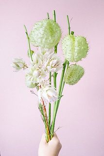 フウセントウワタとセルリア