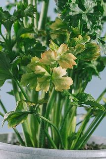 一部葉っぱが黄色くなっていることがございます。寒さに当てて（10度前後）、日当たりと風通しの良い屋外で育ててください。