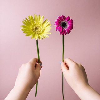 大きさ比較。黄色が通常のガーベラ、ピンク色がピッコリーニです。