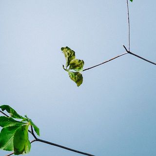 市場から来た時点で枯れている葉っぱもあります。間引いてください🙇‍♀️