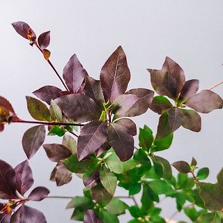 一部紅葉しているものがあります。ご了承ください。