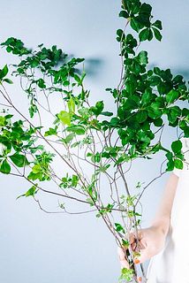 3本お届けします。