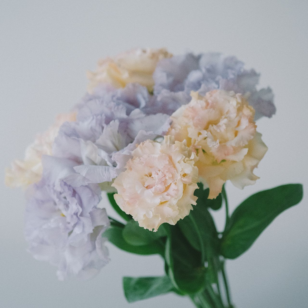 ひさc花 産直】北海道のおまかせモノリシアン