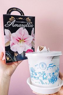 アマリリス栽培キット