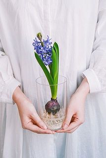 産直】ヒヤシンスの水耕栽培キット（色：パープルブルー）