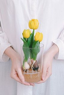 産直】ミニチューリップ「イエローベイビー」の水耕栽培キット