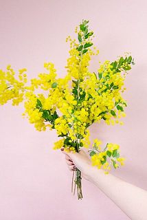 香るパールアカシア