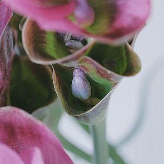 苞の中に小さな花が隠れています。