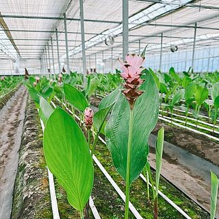 ハウスで大切に育てられたクルクマ。夏にしか出会えないお花です。