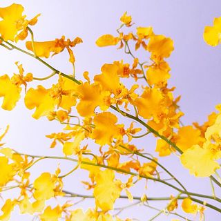 オレンジスイート La fleur ラ・フルール オレンジ・スイート オーガニック