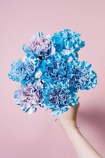 カーネーション「ティントモモブルー」