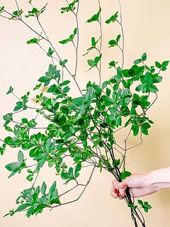 長いドウダンツツジ