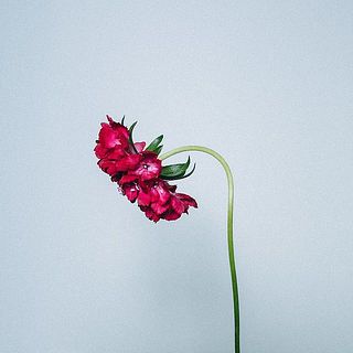 おじぎをしたような姿が愛らしいスカビオサ。首が下がっているように見えますが、品質には問題ないのでご安心を。