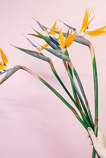 極楽鳥花(ロングサイズ)