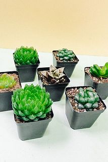 おまかせ多肉植物「ハオルチア」