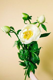 リナページ　23センチ芍薬オーダー 野島さんの芍薬「プレアリムーン」