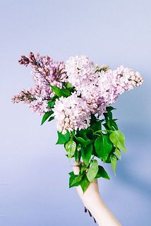 甘く優しいライラック