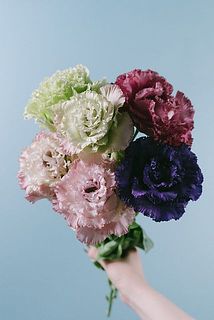 中曽根さんの極上トルコキキョウ