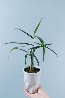 ボトルツリー
