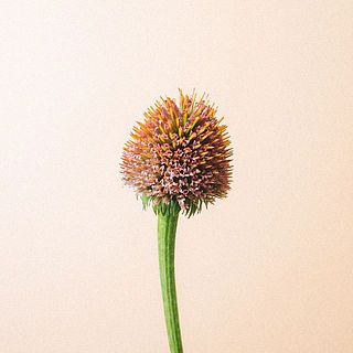 エキナセアシード