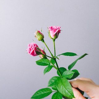 石川さんのフレッシュローズ