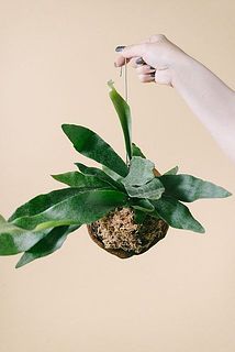 ヤシの実で育てる「ビカクシダ」