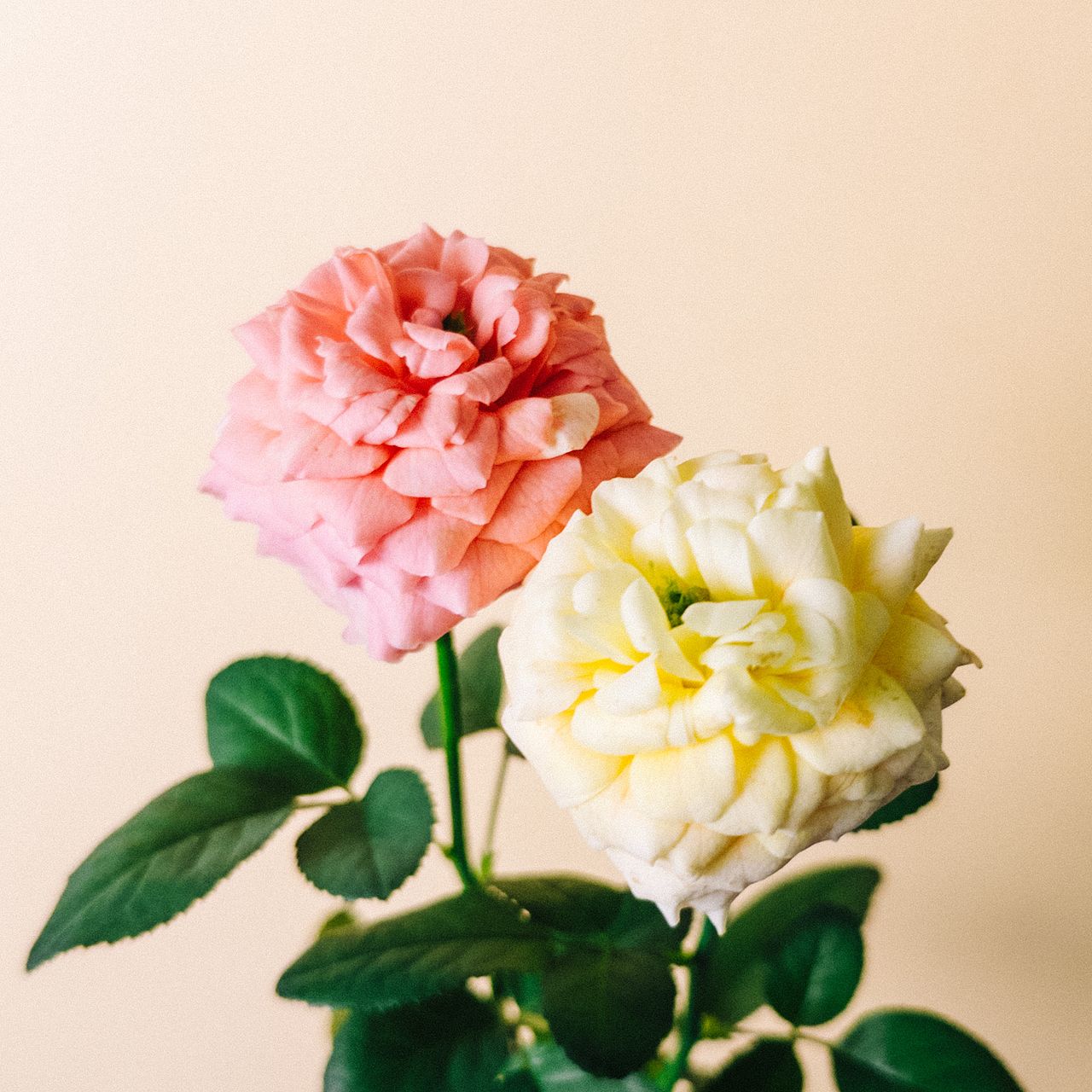 ラナンキュラローズ