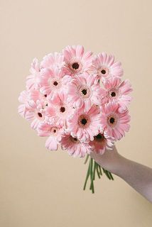 ガーベラ「ディクソン」