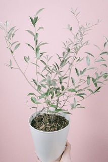 ロシアンオリーブの鉢