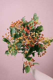 ほんのり赤いビバーナムコンパクタ