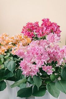 八重咲きのブーゲンビリア