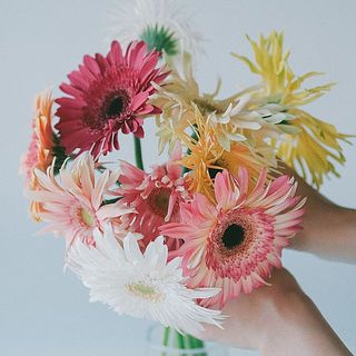 一重咲き、ポンポン咲き、スパイダー咲き、カール咲きなど多彩なガーベラをミックスで。たっぷり10本お届けします。