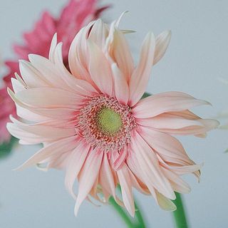 淡いピンク色の「ソープ」。かわいすぎる！