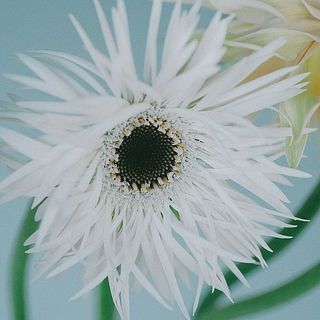 つんつんとした「ガーデンゴースト」