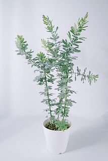 ご予約終了致しました。問合せ専用ページ　　✿ミモザアカシア 生花 フレッシュ☘ ミモザアカシア