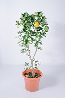 さわやかな香り「福寿金柑の木」