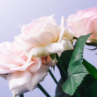 花びらに傷がついている可能性もあります。気になる場合は優しく外してください