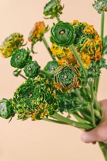 野菜みたいで可愛い😍