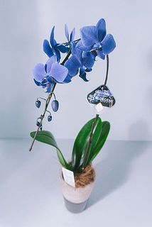幻の胡蝶蘭「ブルージーン」