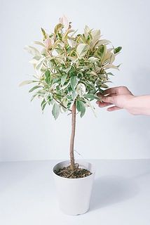 斑入りのガジュマルの木