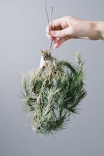 チランジア「フンキアナ」